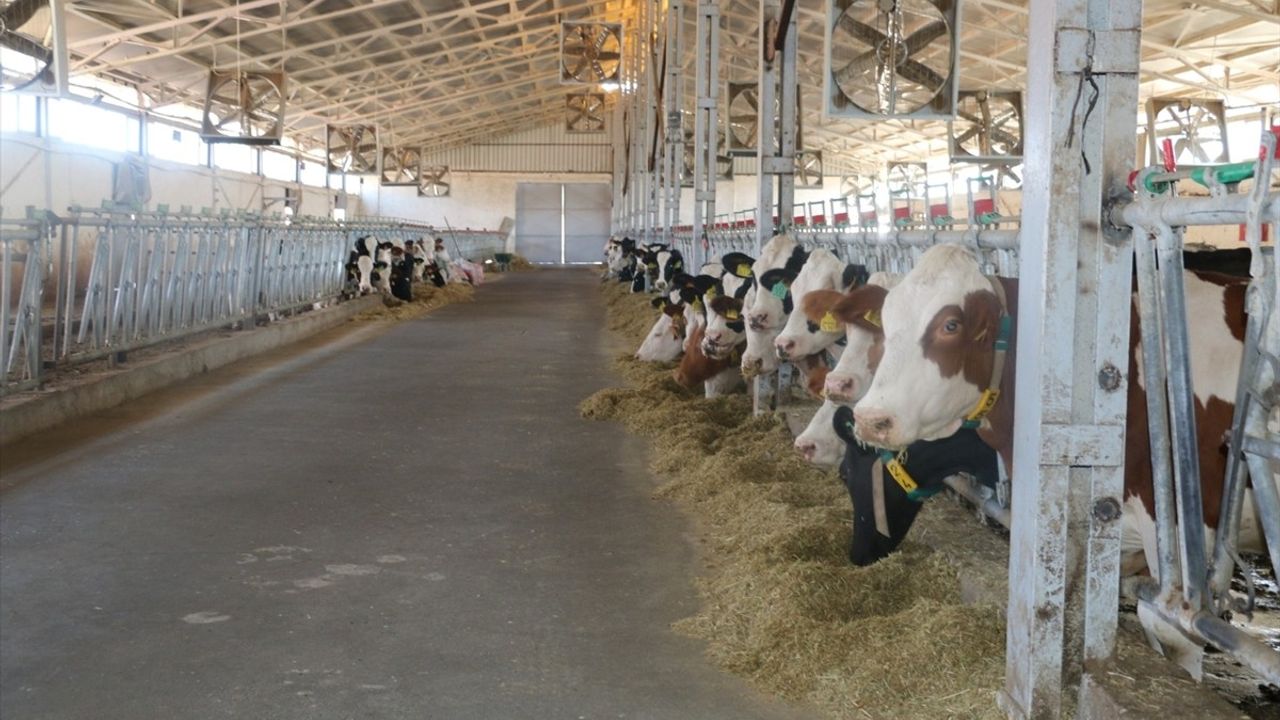 Erzincan'da Şap Hastalığına Karşı Aşılama Seferberliği