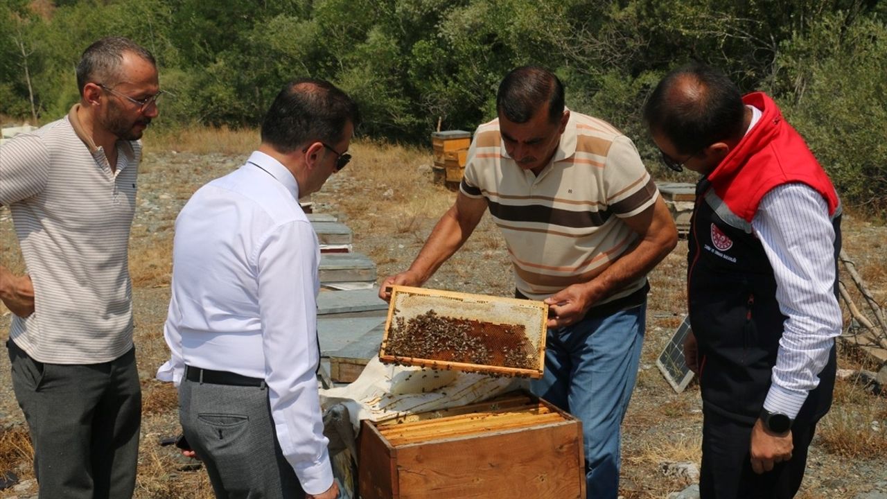 Erzincan Geven Balı Hasadı Başladı