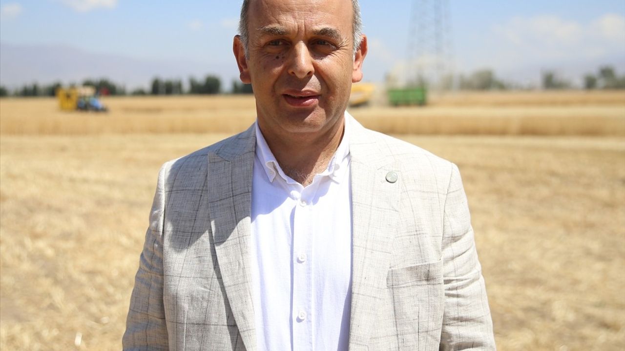 Erzurum'da 'Alturna' Tohumuyla Hasat Zamanı