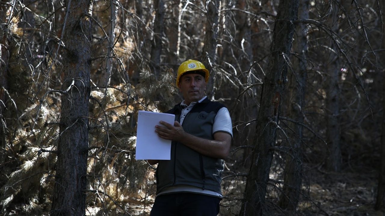 Erzurum Ormanlarında Yangın Tedbirleri İçin Seyreltme Çalışmaları Başlatıldı