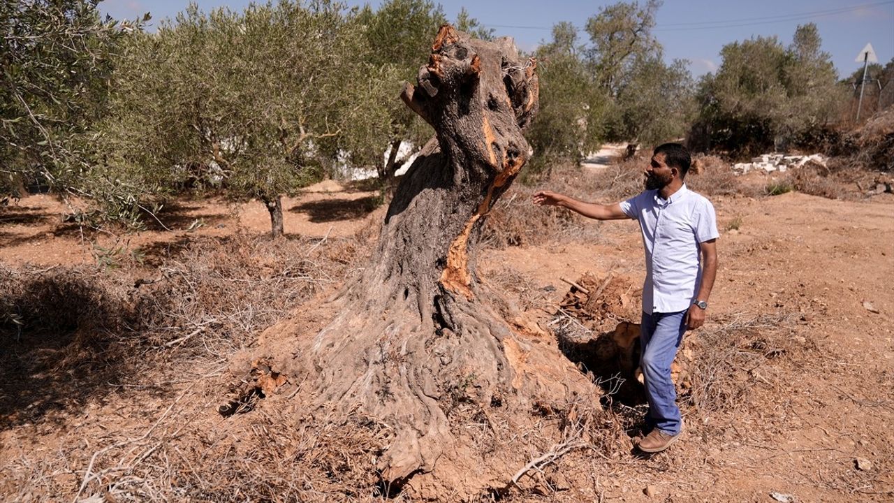 Filistinli Aid Gafri'nin Toprağını Savunma Mücadelesi