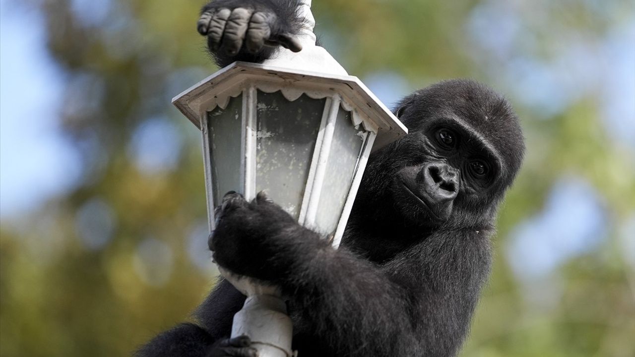 Goril Yavrusu Zeytin, Nijerya'ya Dönmek Üzere Hazırlanıyor