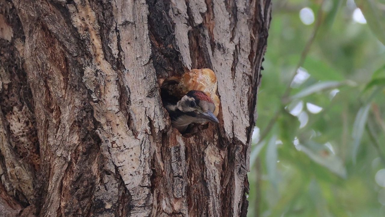 Iğdır İl Özel İdaresi'nde Alaca Ağaçkakan Maskot Oldu