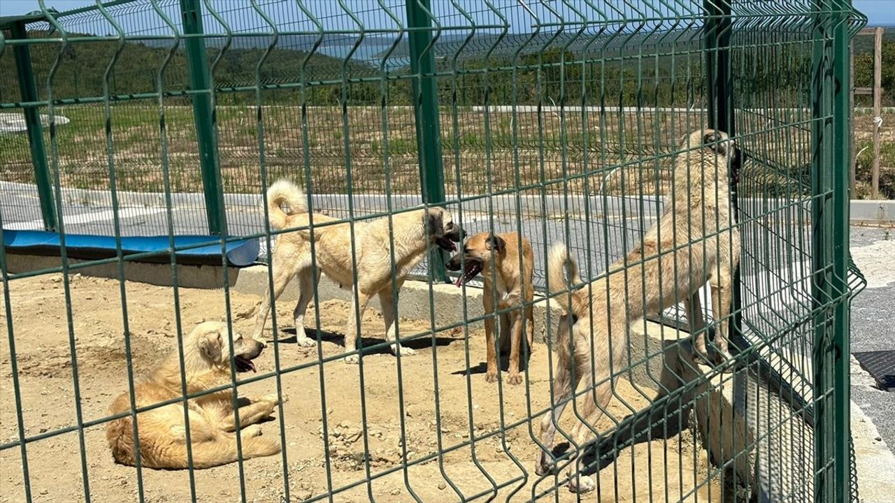 İstanbul Valiliği Sahipsiz Hayvanların Toplanması İçin Talimat Verdi