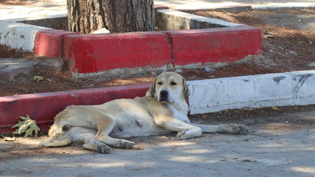 İzmir'de Sahipsiz Köpeklerden Kaçan Kadın Otomobilin Çarpması Sonucu Hayatını Kaybetti