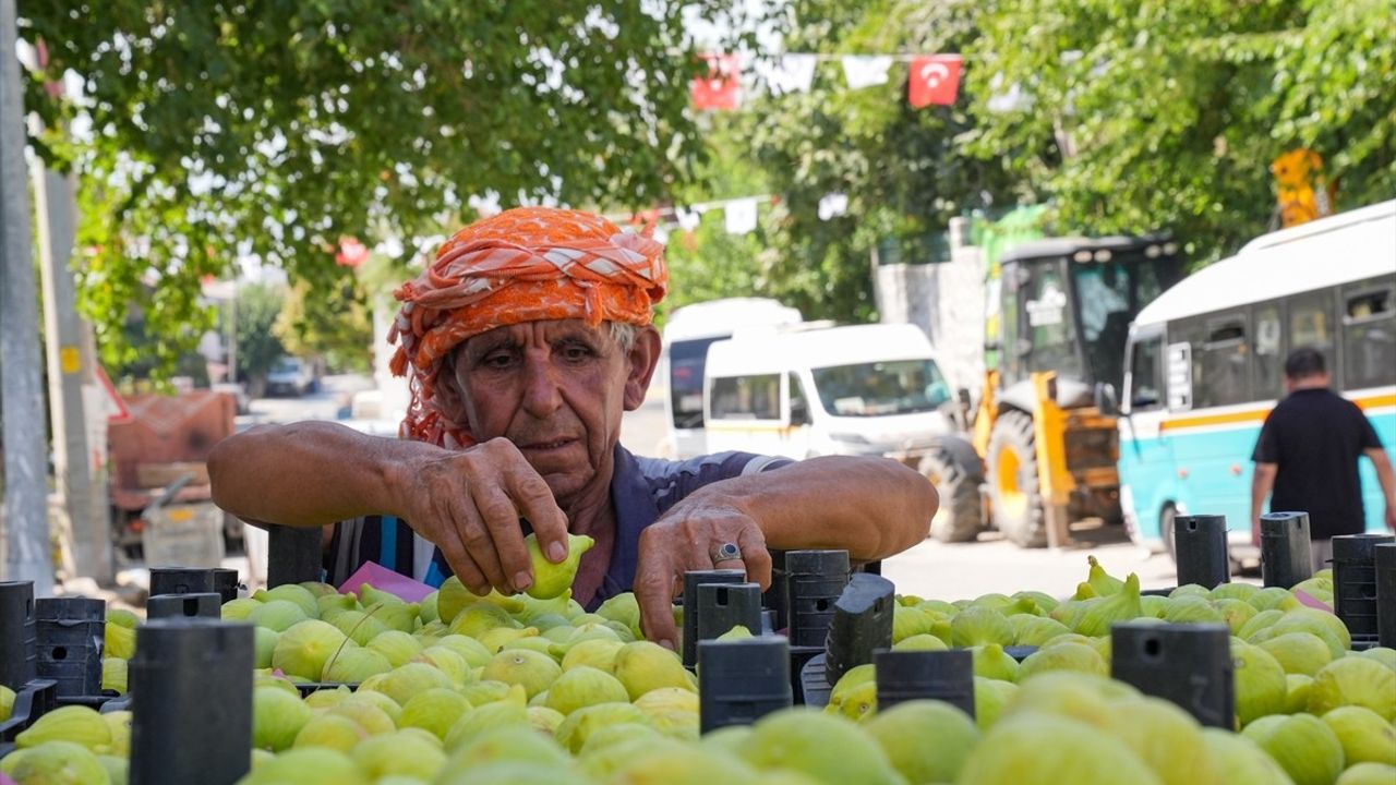 İzmirli Çiftçiler Bardakçık İnciri ile Pazar Sorununu Aştı