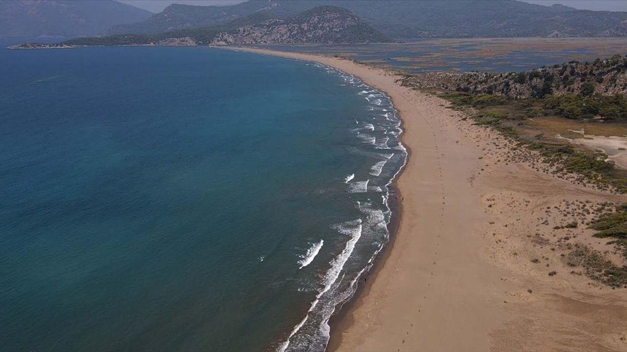 İztuzu Sahili'nde Caretta Caretta Yuvaları Rekor Kırdı