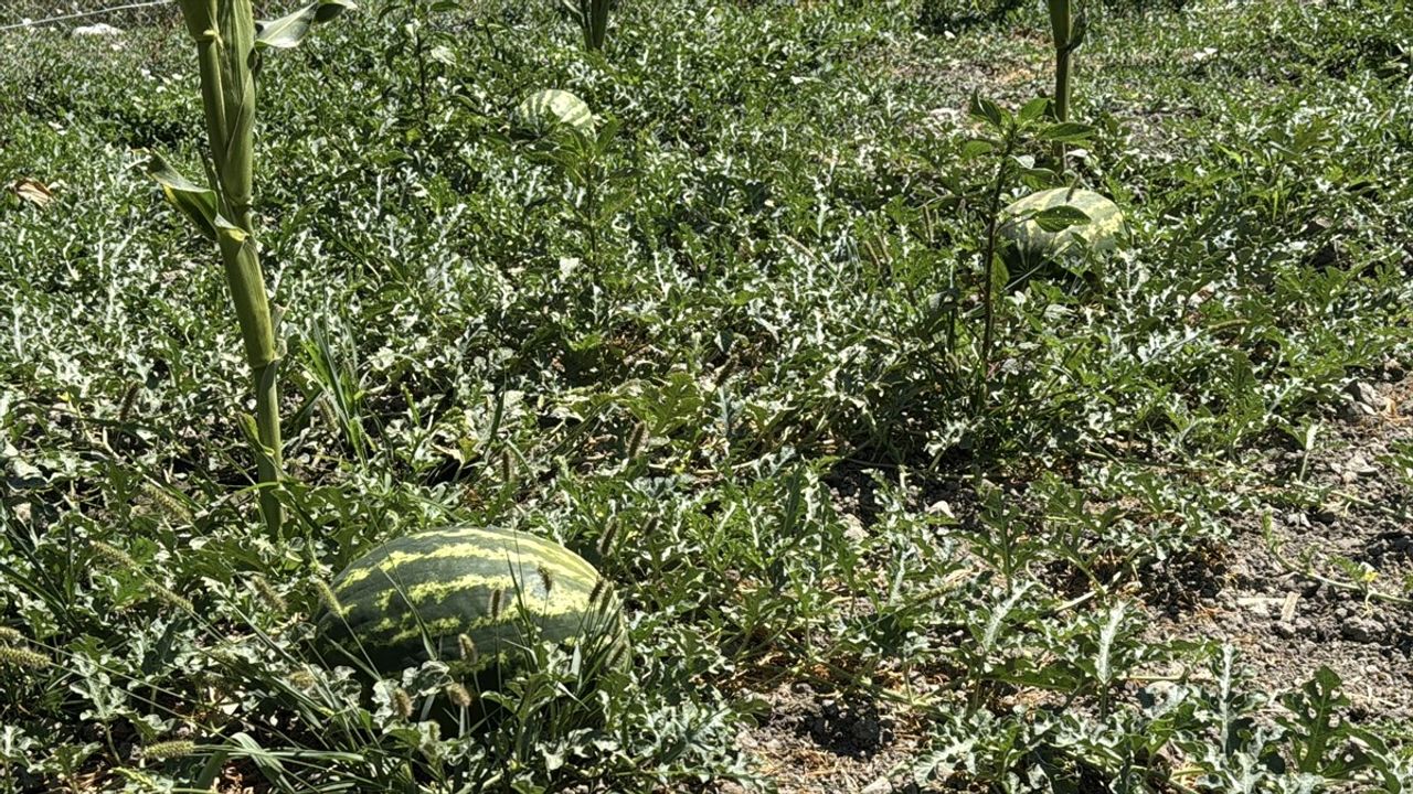 Karabük'te Karpuz Hasadı Etkinliği Gerçekleştirildi