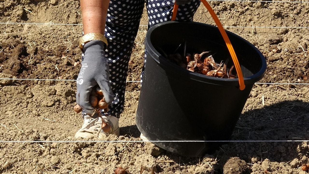Karabük'te Safran Ekim Sezonu Başladı