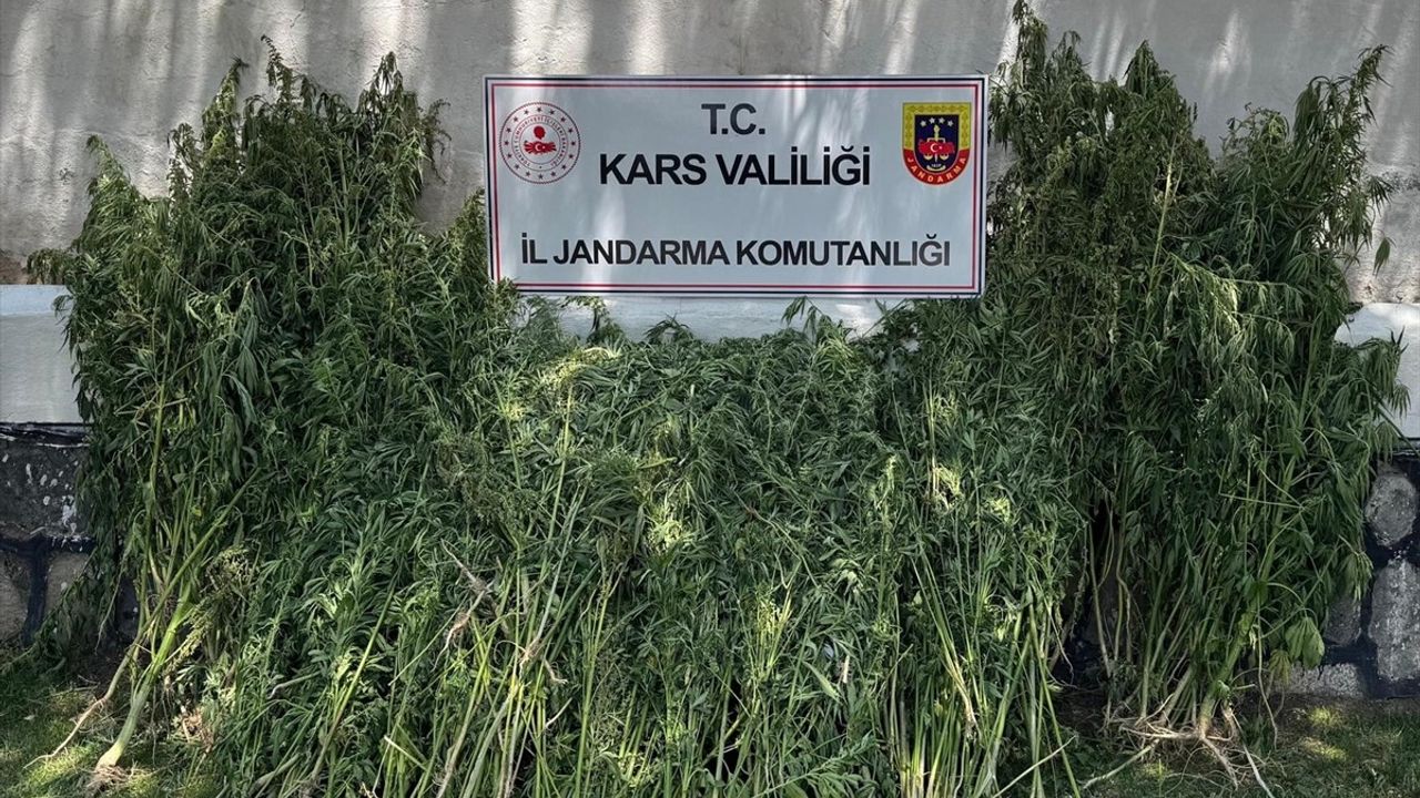 Kars'ta Yasa Dışı Kenevir Ekimi: 42 Bin 658 Kök Ele Geçirildi