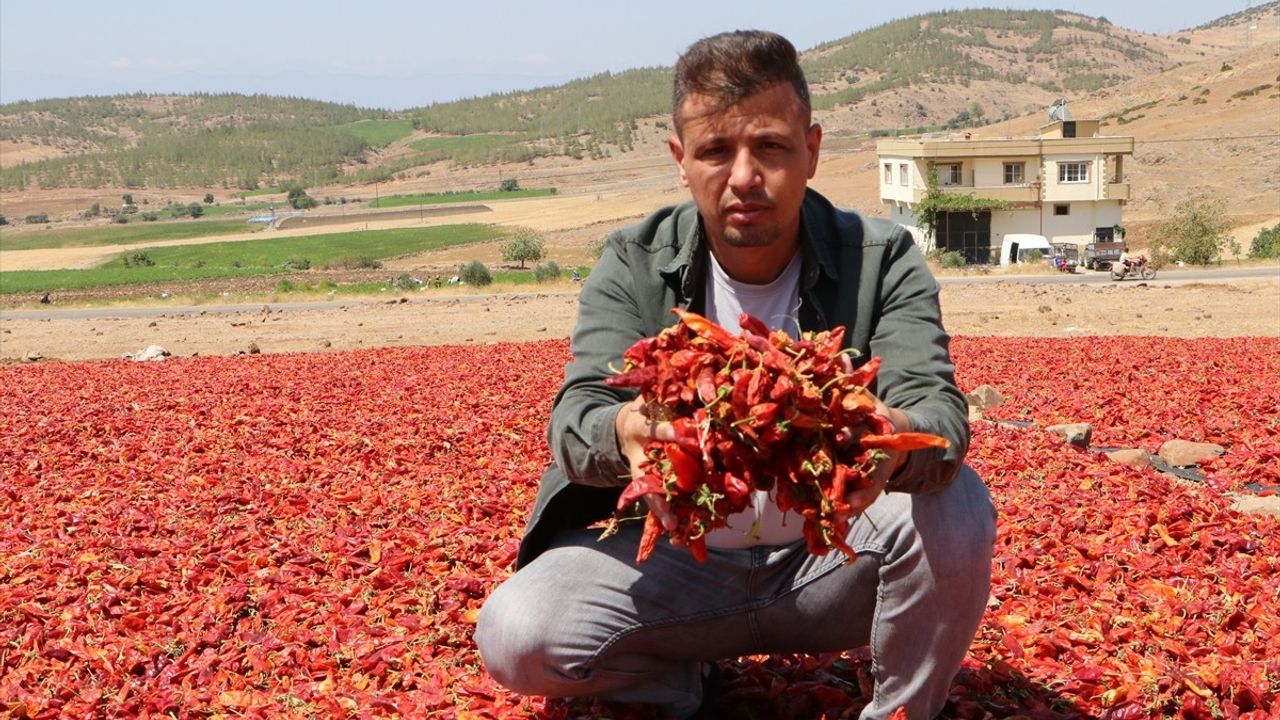 Kilis'te Kırmızı Biber Hasadı Başladı