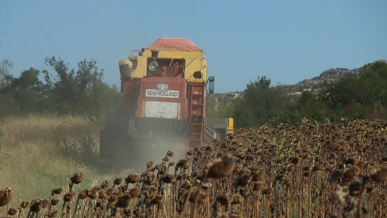 Kırklareli'de Ayçiçeği Hasadı Devam Ediyor