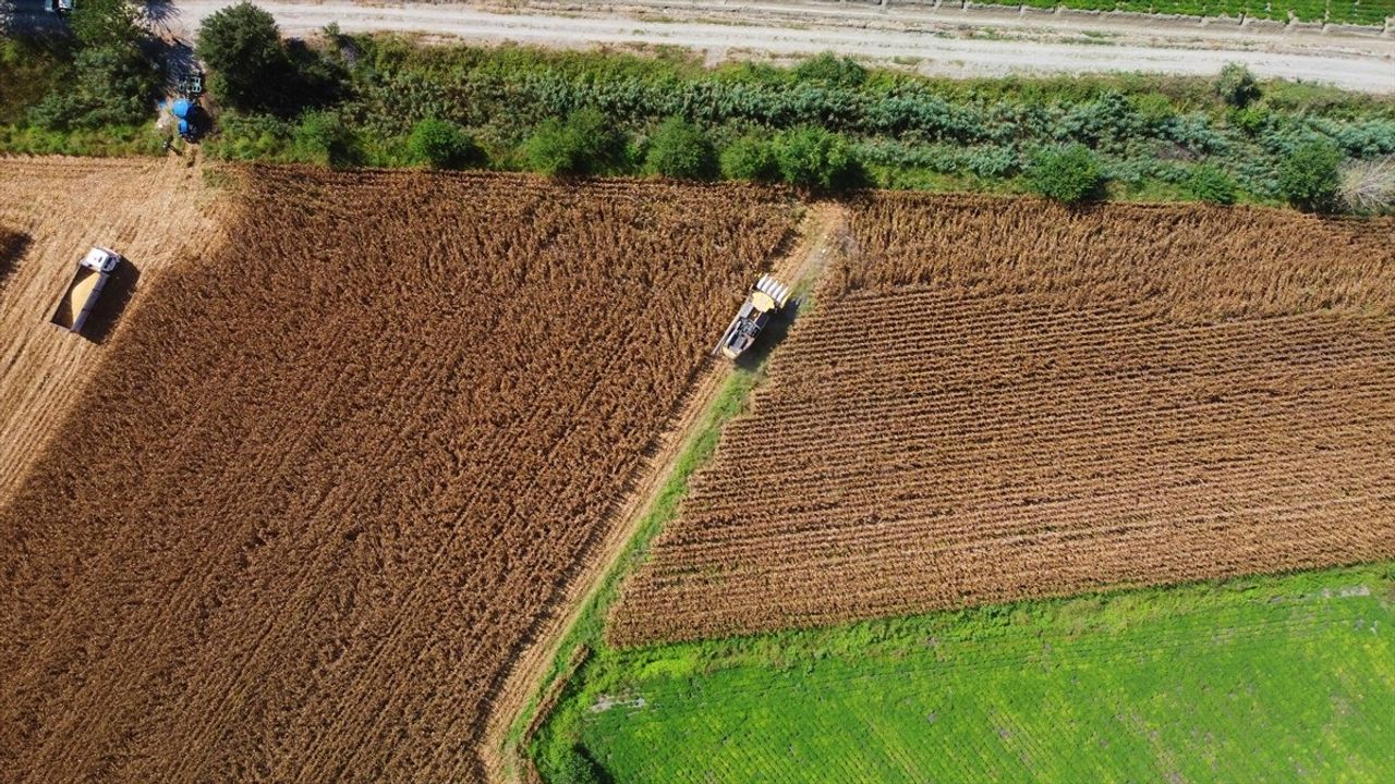 Osmaniye'de Mısır Hasadı Başladı