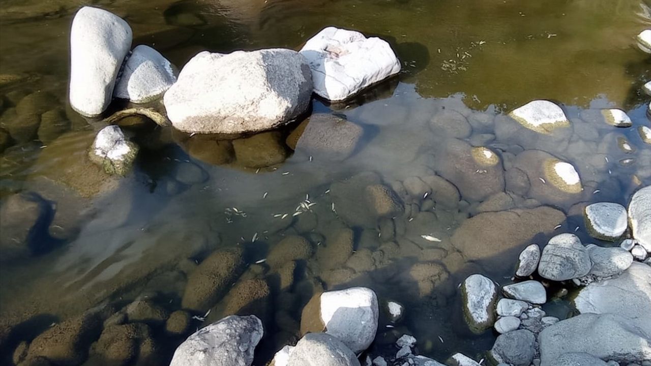 Samsun'da Balık Ölümleri Üzerine İnceleme Başlatıldı