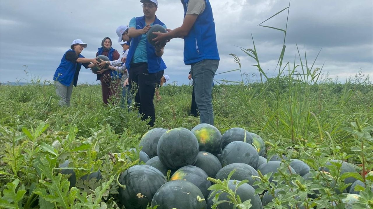 Samsun'da Genç Gönüllüler Karpuz Hasadı Yaptı