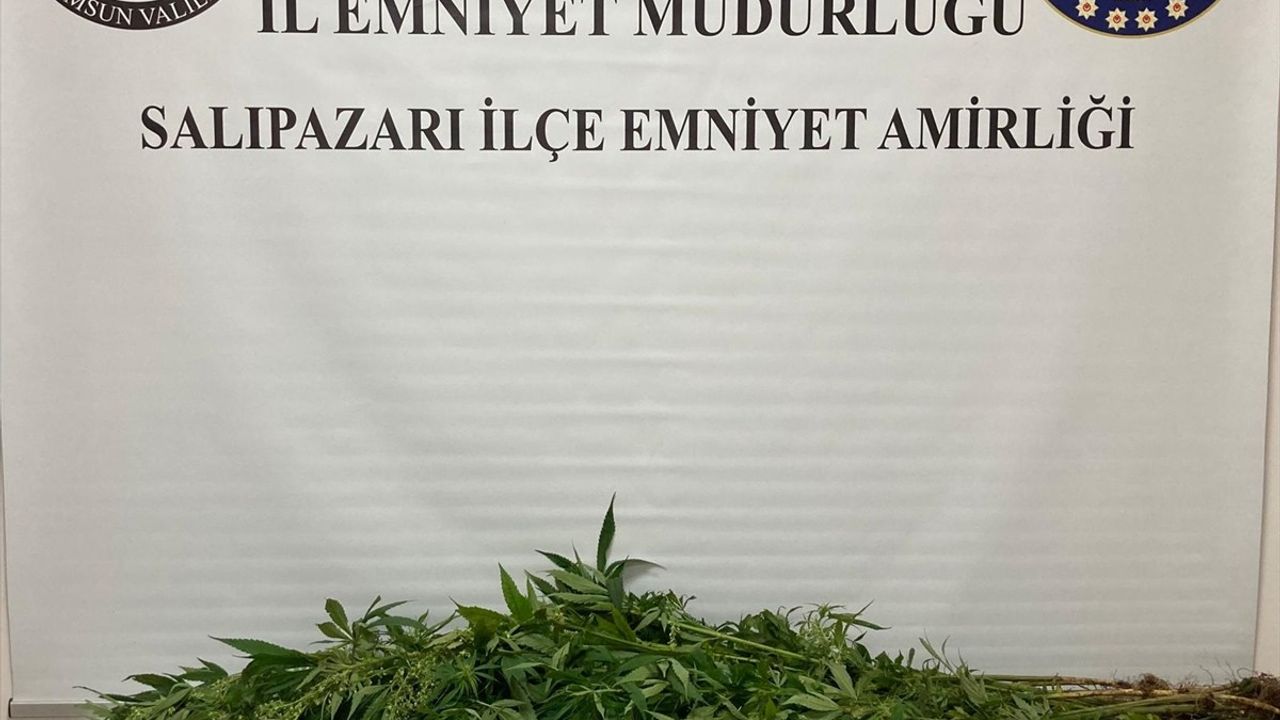 Samsun'da Uyuşturucu Operasyonu: 75 Kök Hint Keneviri Ele Geçirildi