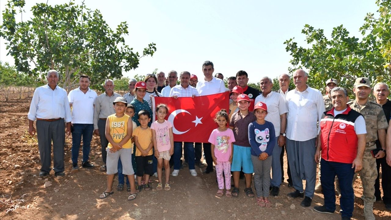 Şanlıurfa'da Fıstık Hasadı Başladı