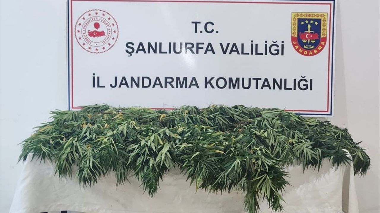 Şanlıurfa'da Uyuşturucu Operasyonu: İki Şüpheli Yakalandı
