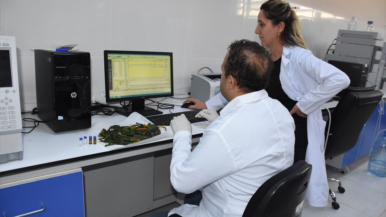 Şırnak Üniversitesi'nde İki Yerel Bitkinin Hastalıklara Etkisi Araştırıldı