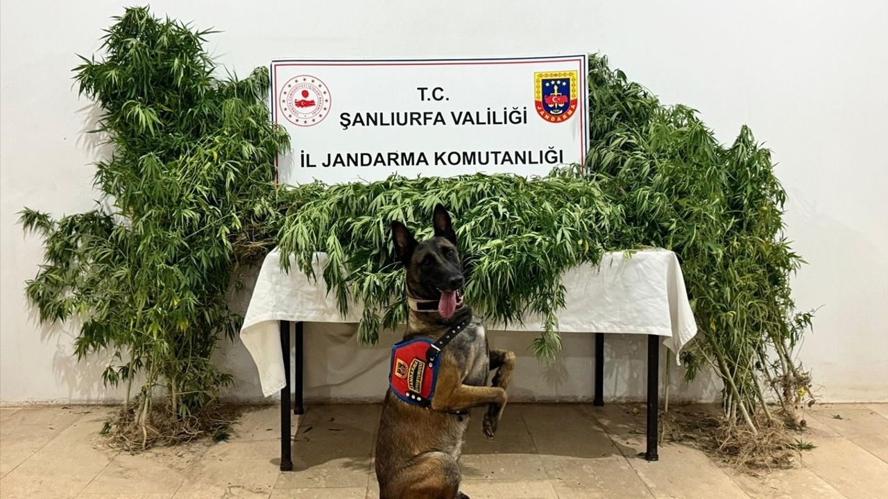 Uyuşturucu Operasyonu: 12 Şüpheli Gözaltına Alındı