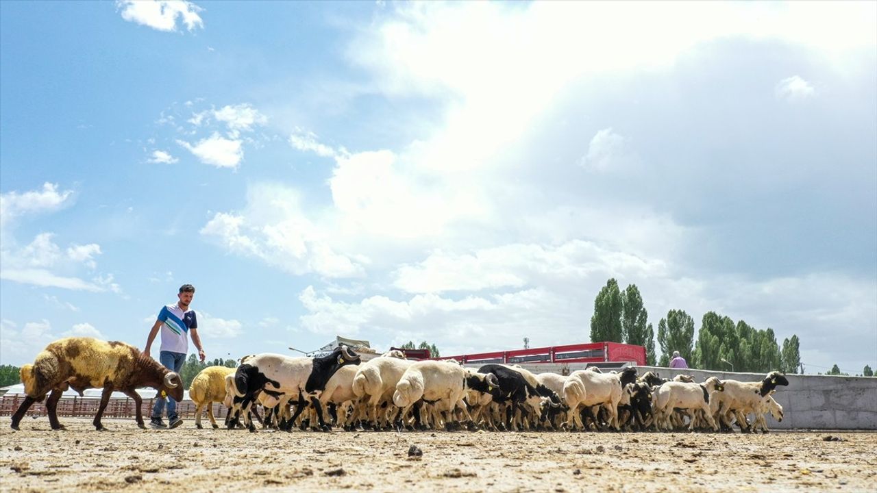 Van'da Hayvan Pazarı Yeniden Açıldı