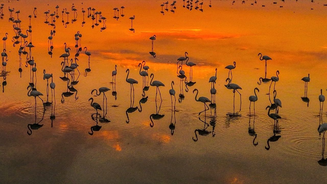 Van Gölü'ndeki Flamingolar: Gün Batımıyla Eşsiz Bir Manzara