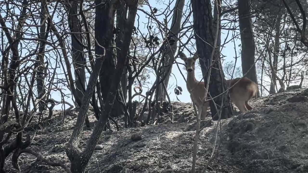 Yangın Kaçışındaki Karaca