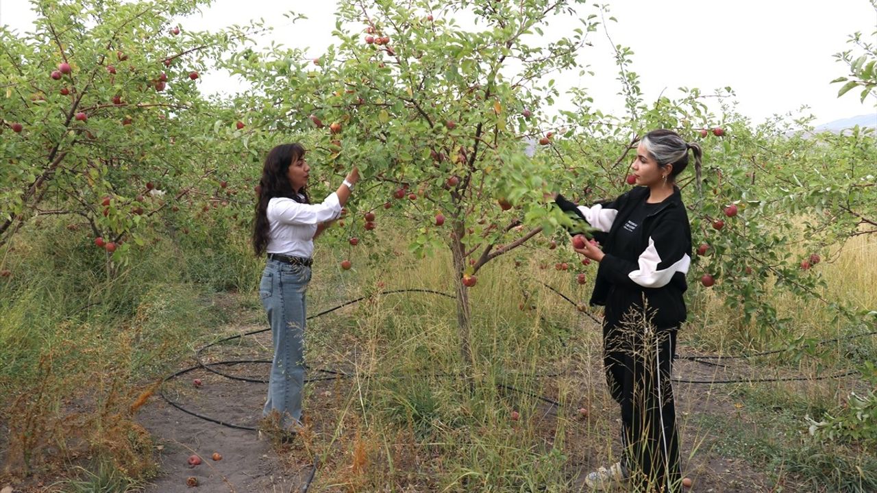 Ağrı Dağı Eteklerinde Elma Hasadı Başladı