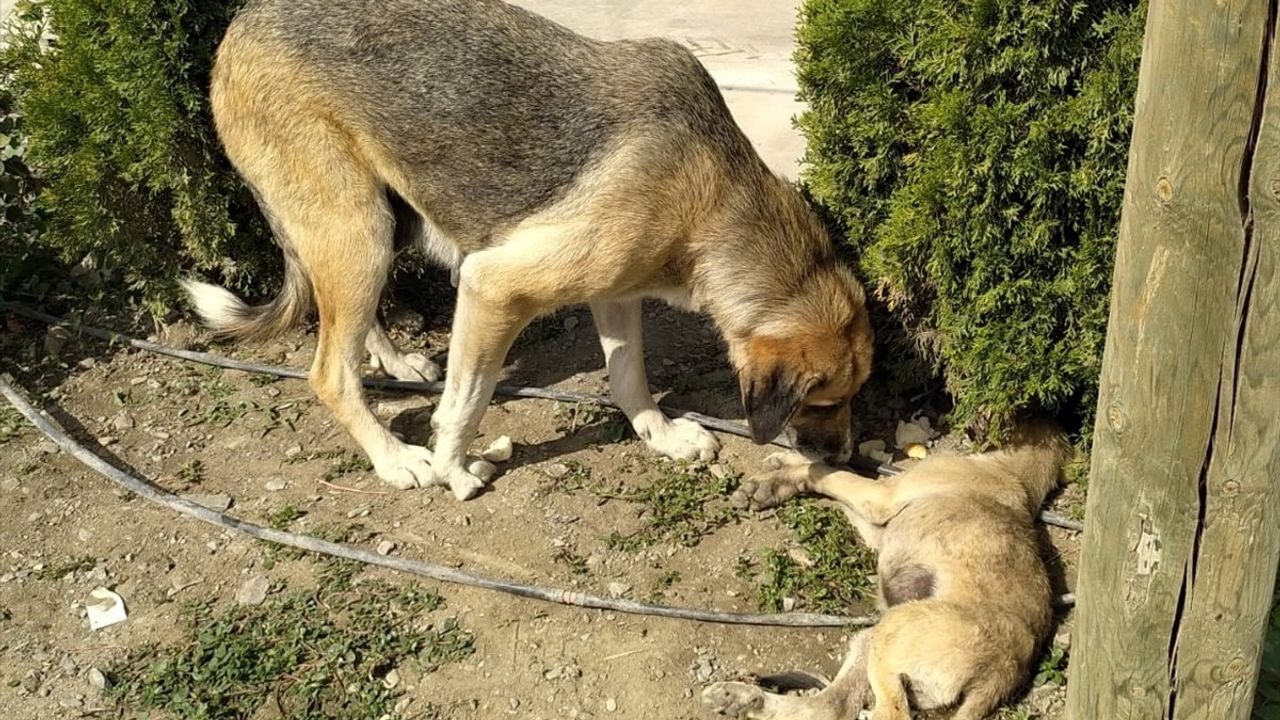 Amasya'da Bir Anne Köpek Yavrusunun Başından Ayrılmadı