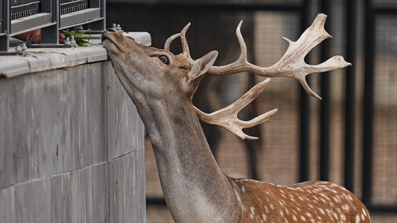 Ankara'da Atatürk Çocukları Doğal Yaşam Parkı Açıldı