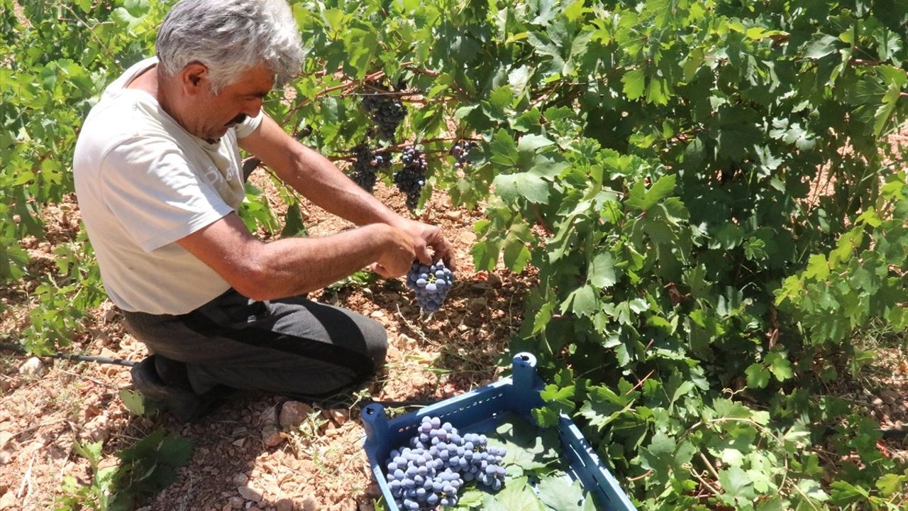 Arapgir'in Mor Reyhan ve Köhnü Üzümünde Hasat Zamanı