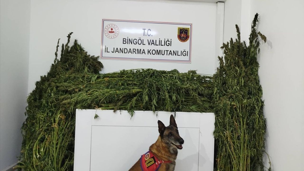 Bingöl'de Uyuşturucu Operasyonu: 91 Kilo Esrar Ele Geçirildi