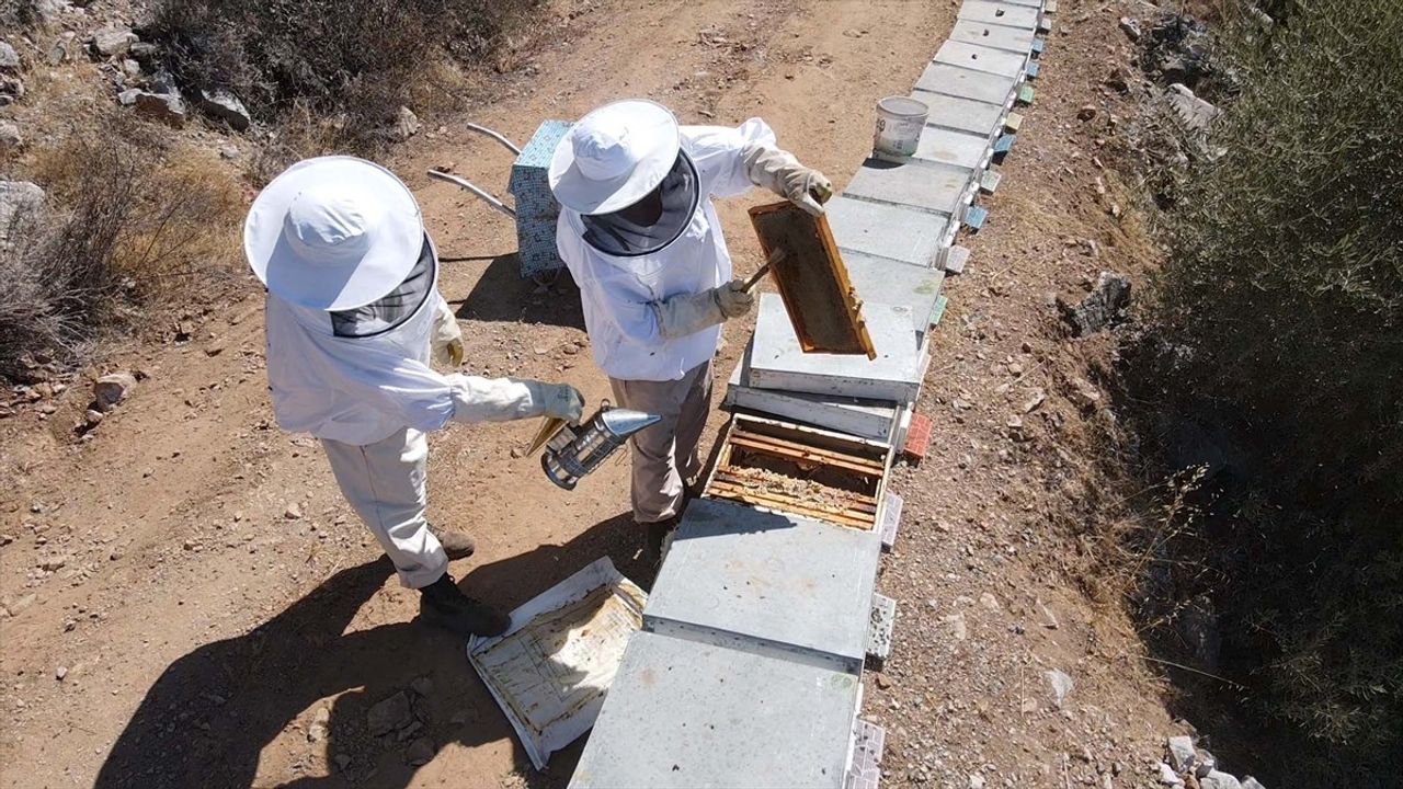 Bodrum'da Ata Mesleği Arıcılık: Ahmet ve Mehmet Yılmaz'ın Başarı Hikayesi
