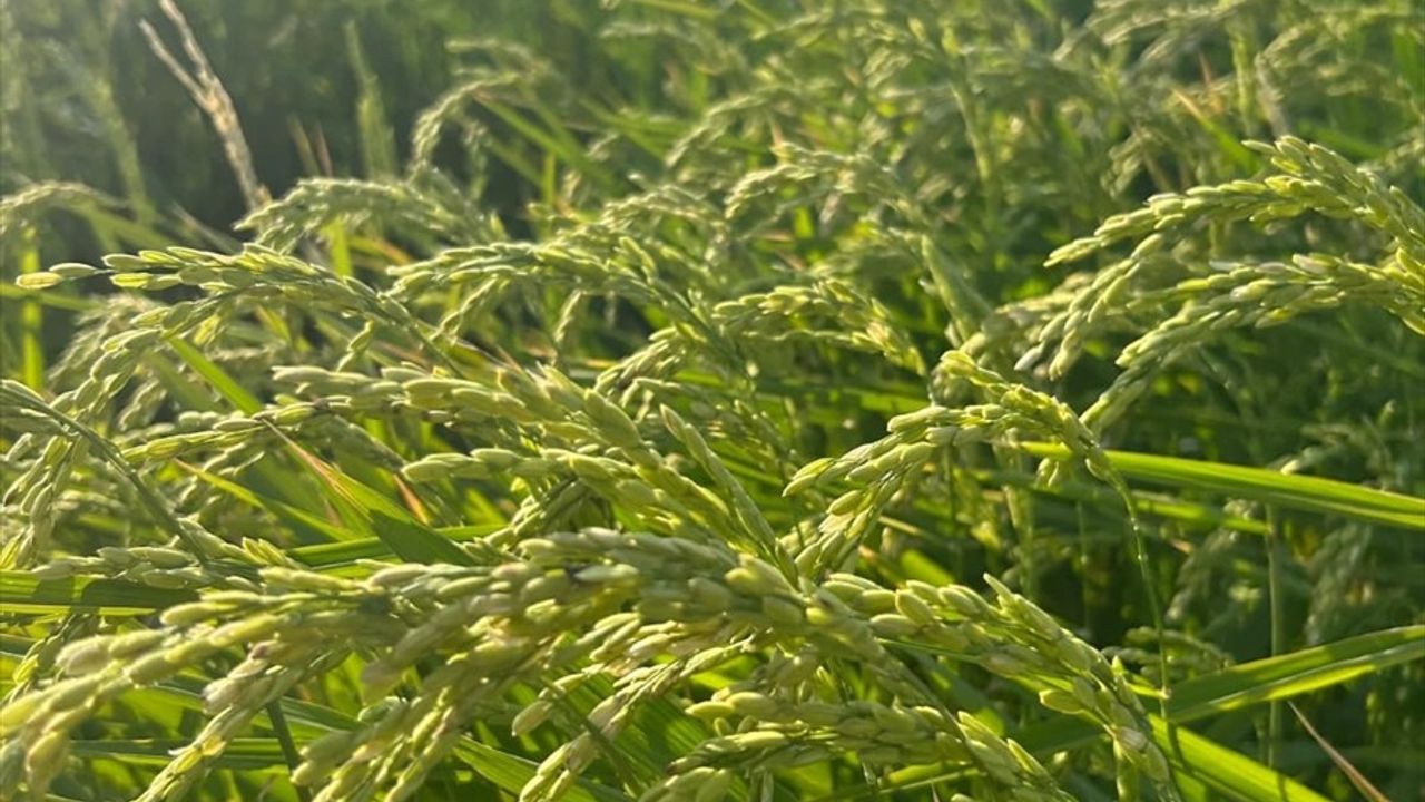 Çeltikte Damla Sulama İle Su ve Verim Tasarrufu
