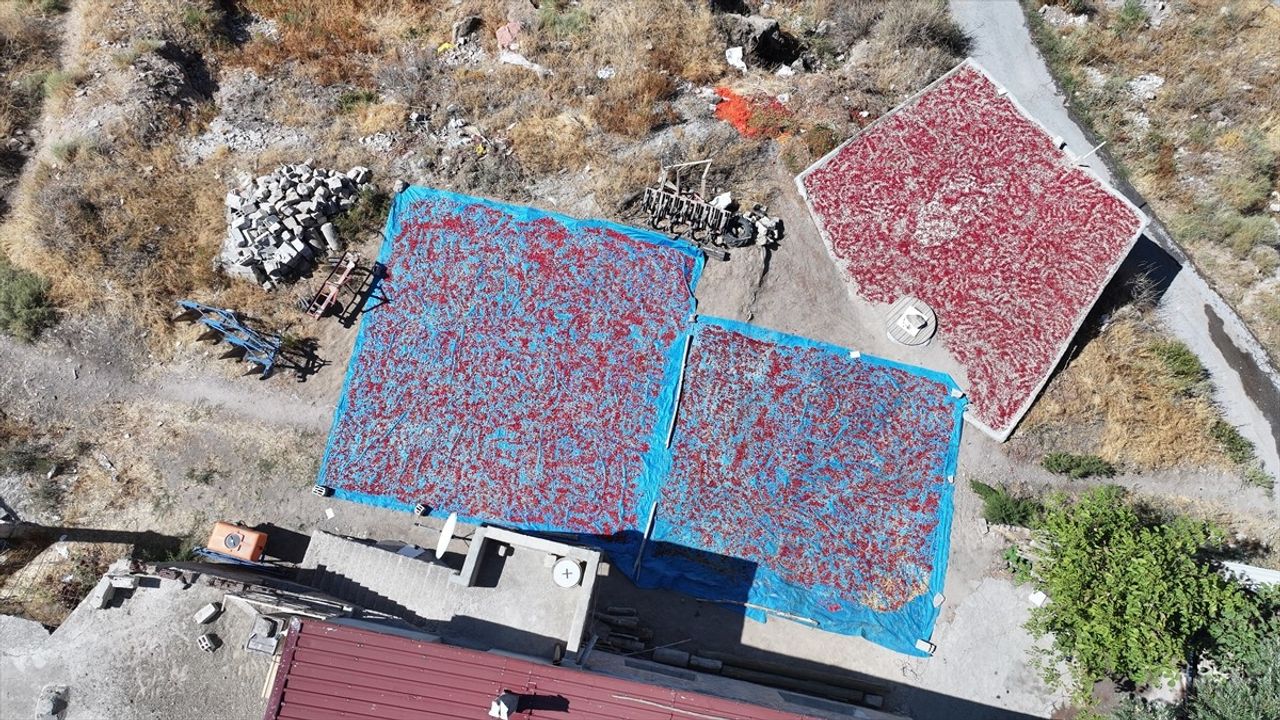 Cırgalan Biberi: Kayseri'nin Sofralarını Şenlendiren Ata Tohumu