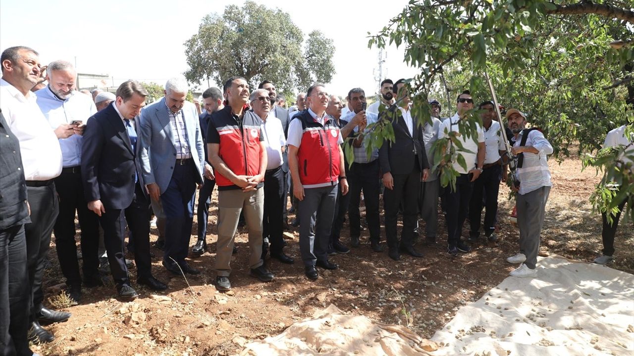 Diyarbakır'da Badem Hasadı Etkinliği Gerçekleştirildi