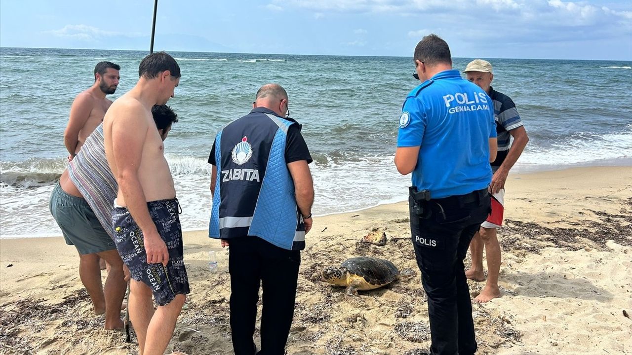 Edirne'de Yaralı Caretta Caretta Tedavi Altına Alındı