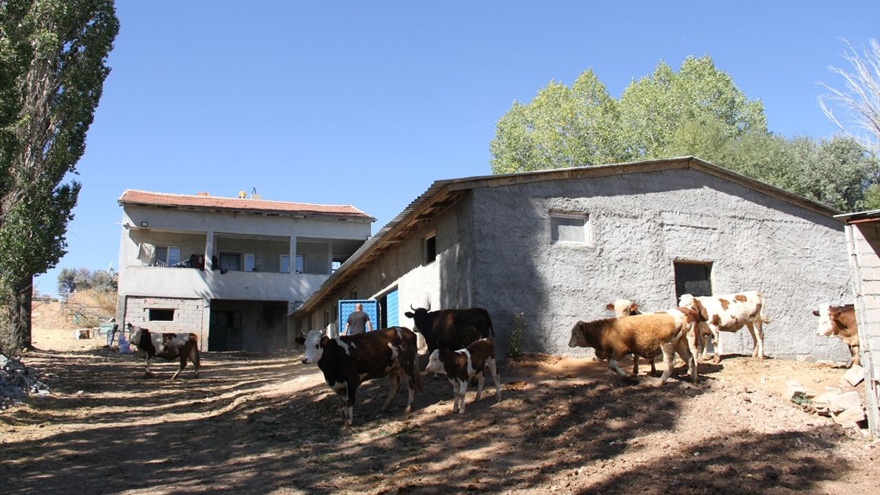 Eski Hükümlü Oğuz Abbas'ın Hayvancılık Başarısı