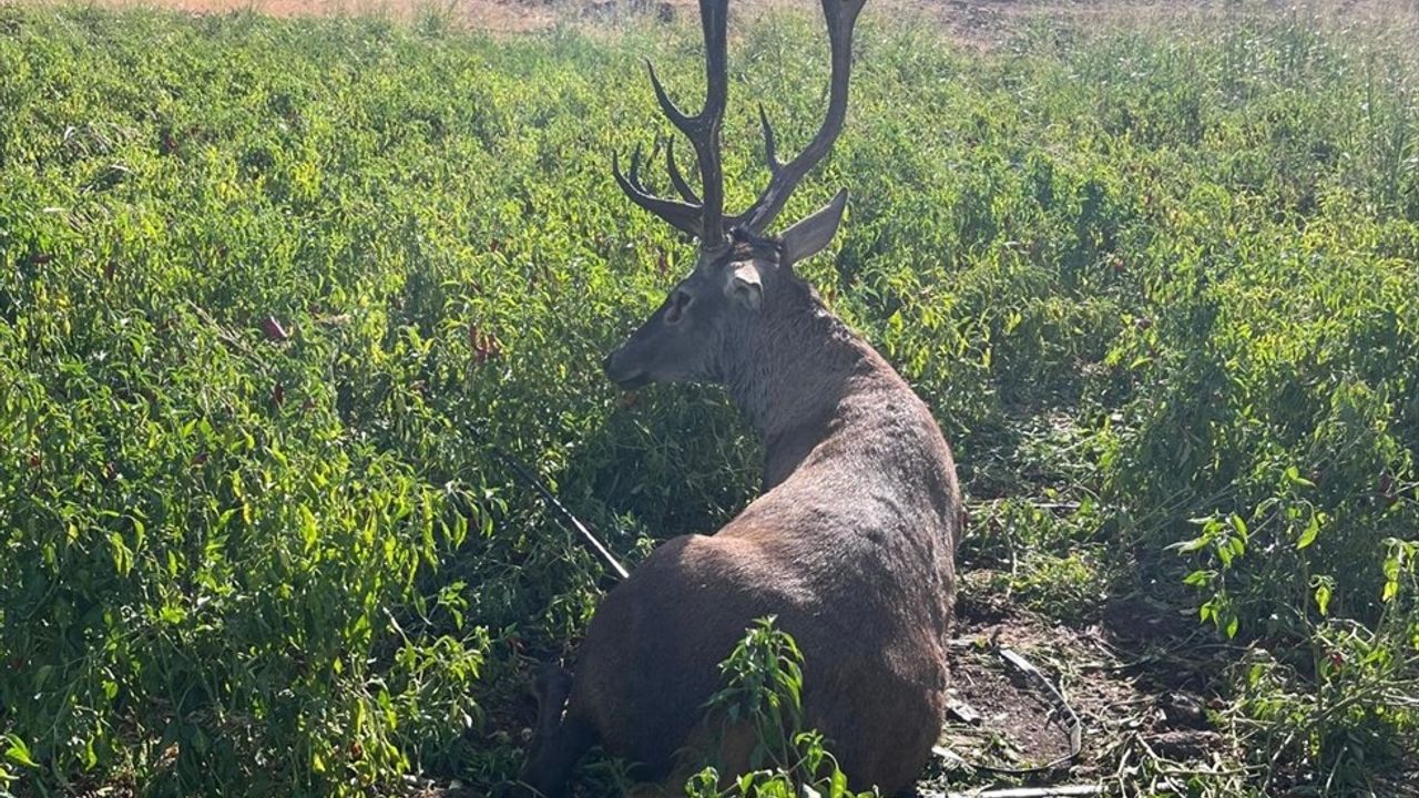 Gaziantep'te Yaban Geyiği Kurtarıldı