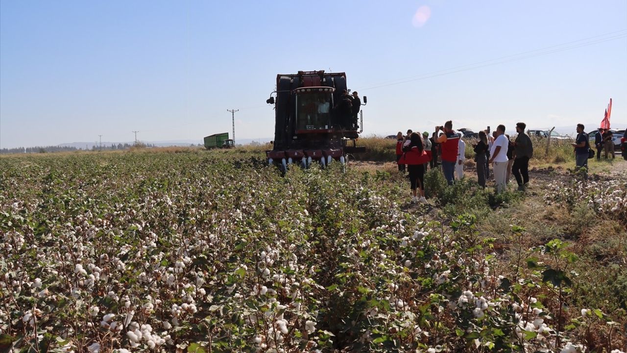 Hatay'da Pamuk Hasadı Başladı: 140 Bin Ton Rekolte Bekleniyor