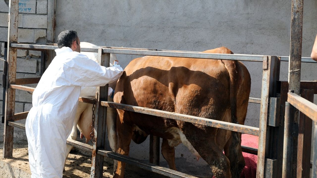 Iğdır'da Şap Hastalığıyla Mücadele Başarıyla Devam Ediyor