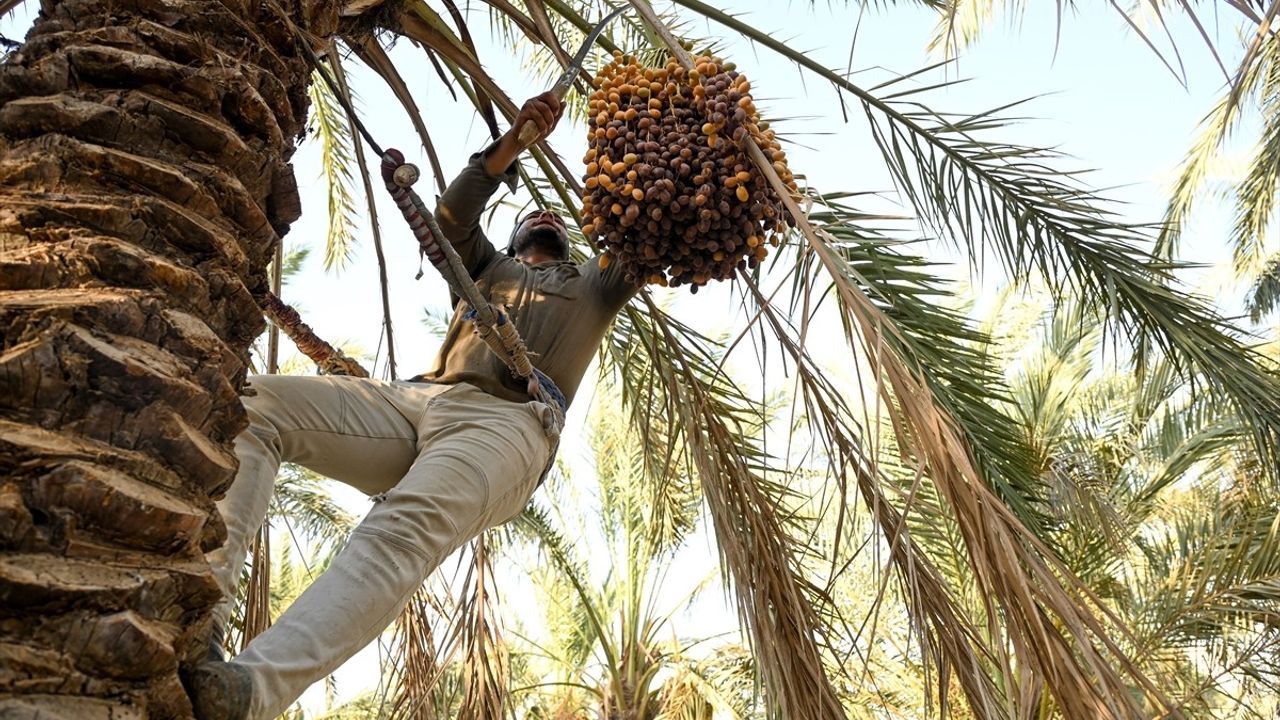 Irak'ta Hurma Hasadı Sezonu Başladı