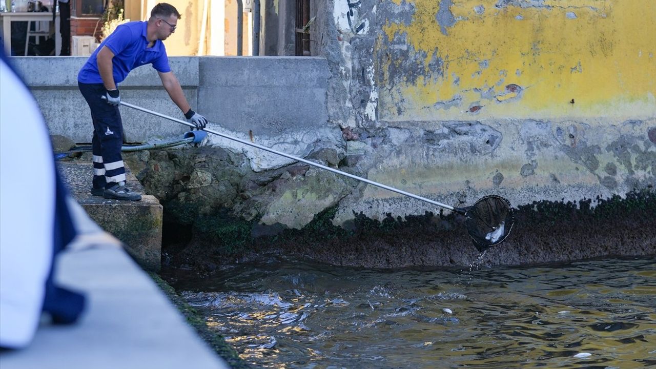 İzmir Körfezi'nde Süregelen Balık Ölümleri