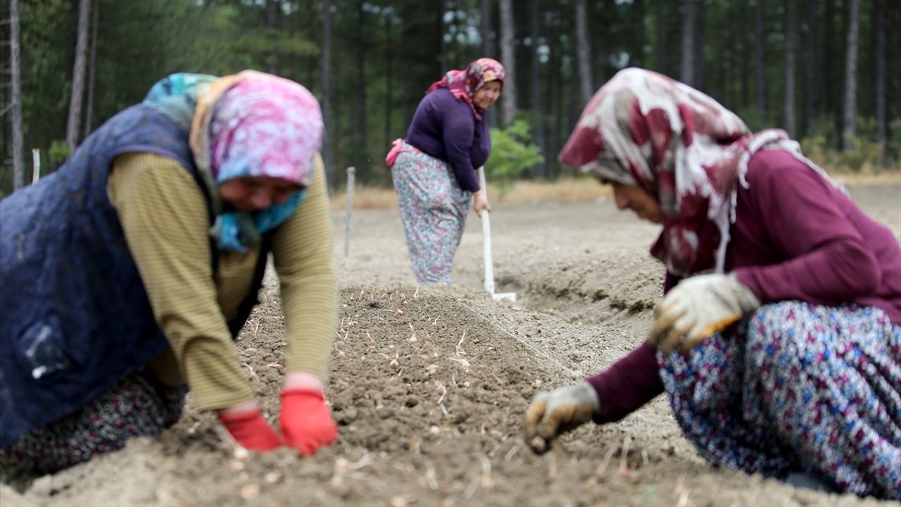 Karabük'te Safran Soğanı Ekimi Devam Ediyor