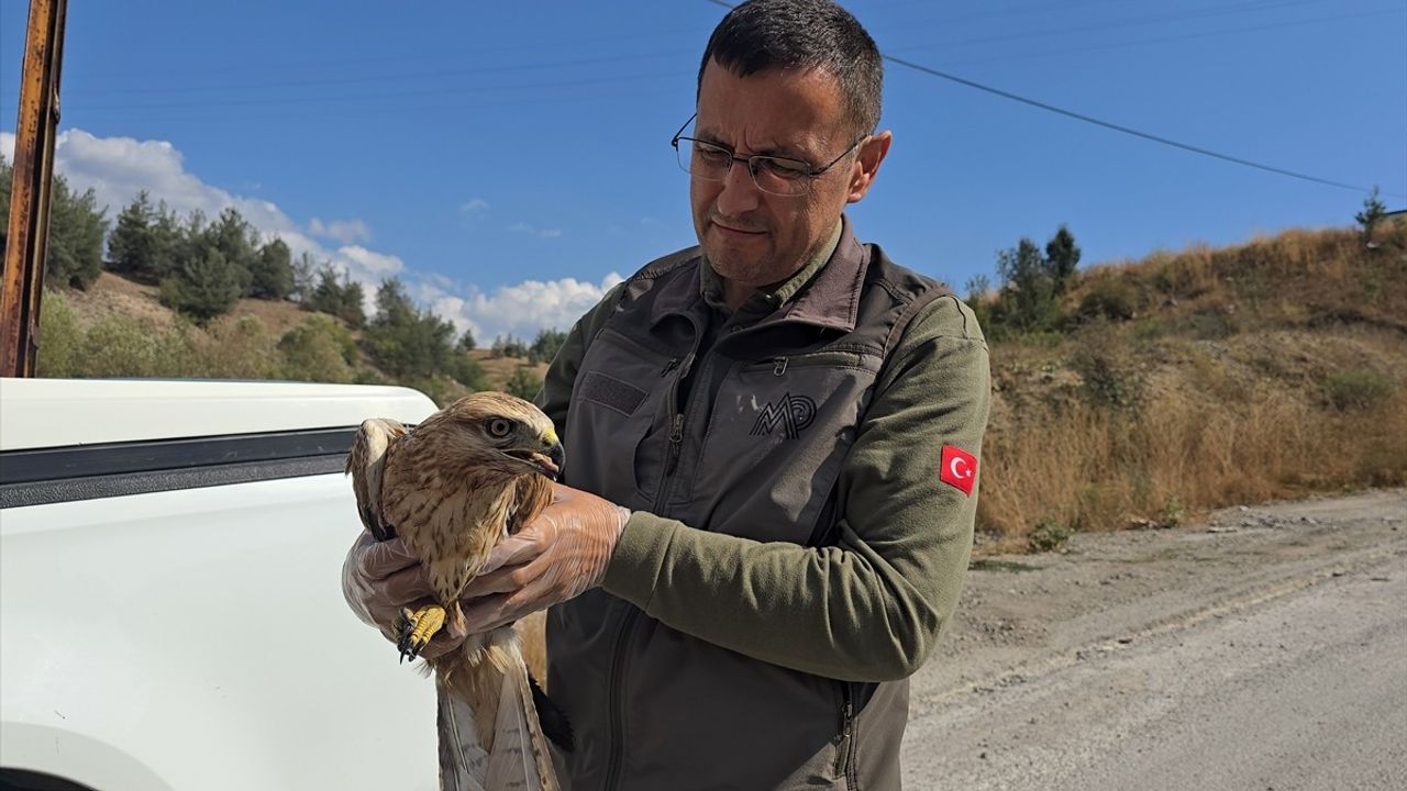 Karabük'te Yaralı Kızıl Şahin Tedavi Altına Alındı