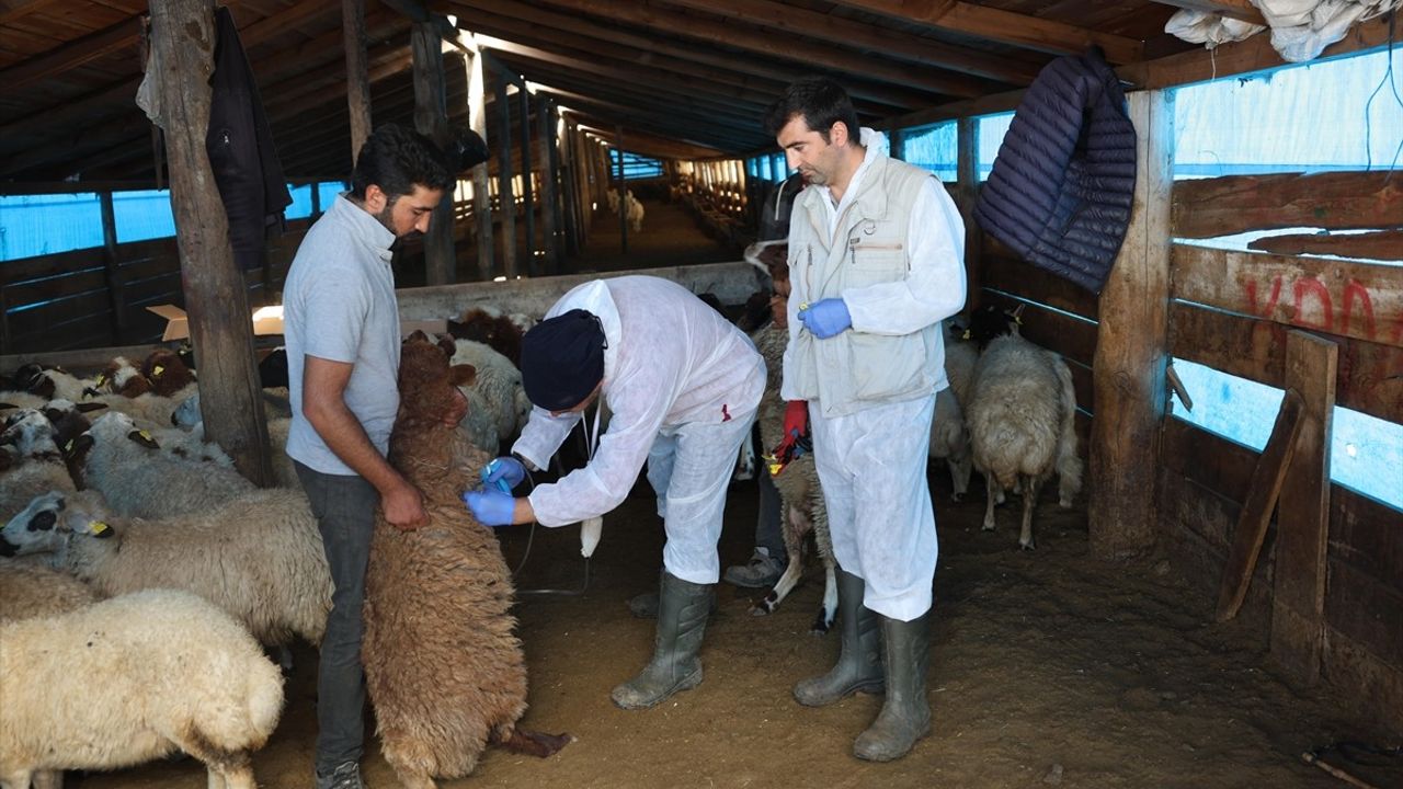 Kars'ta Küçükbaş Hayvanlar İçin Aşılama Çalışmaları Devam Ediyor
