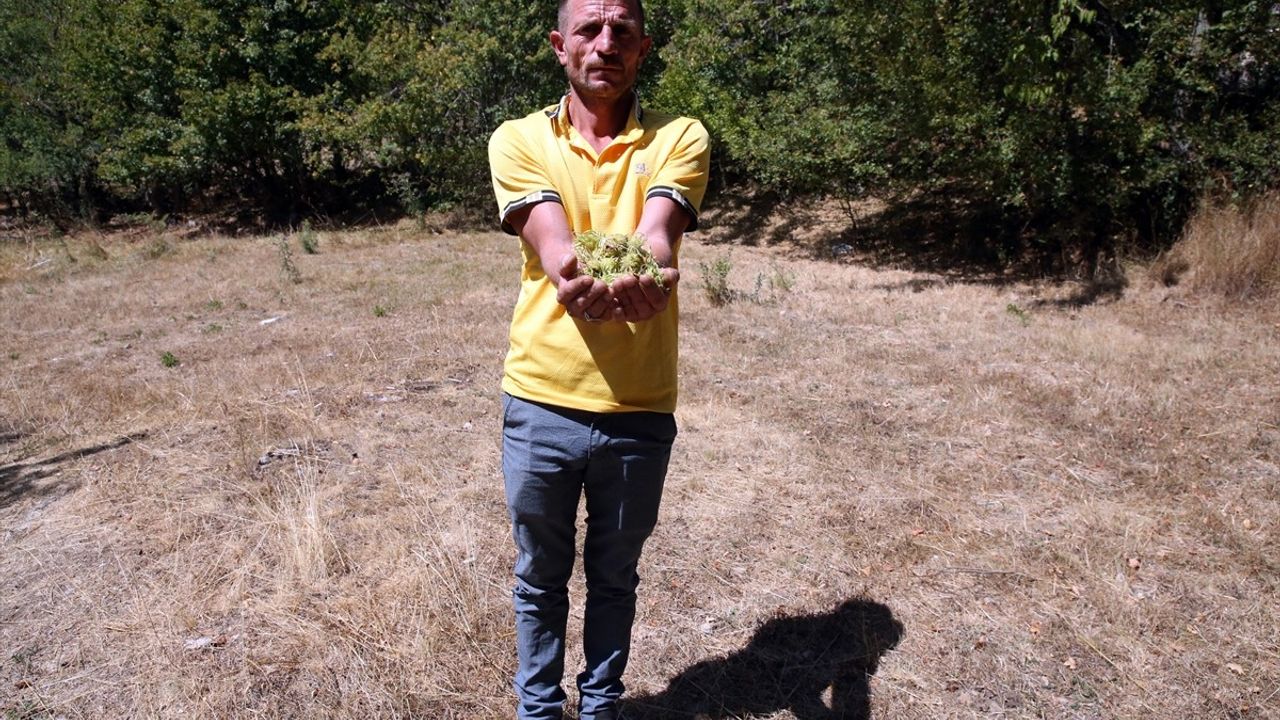 Kastamonu'daki Yüzyıllık Fındık Ağaçları