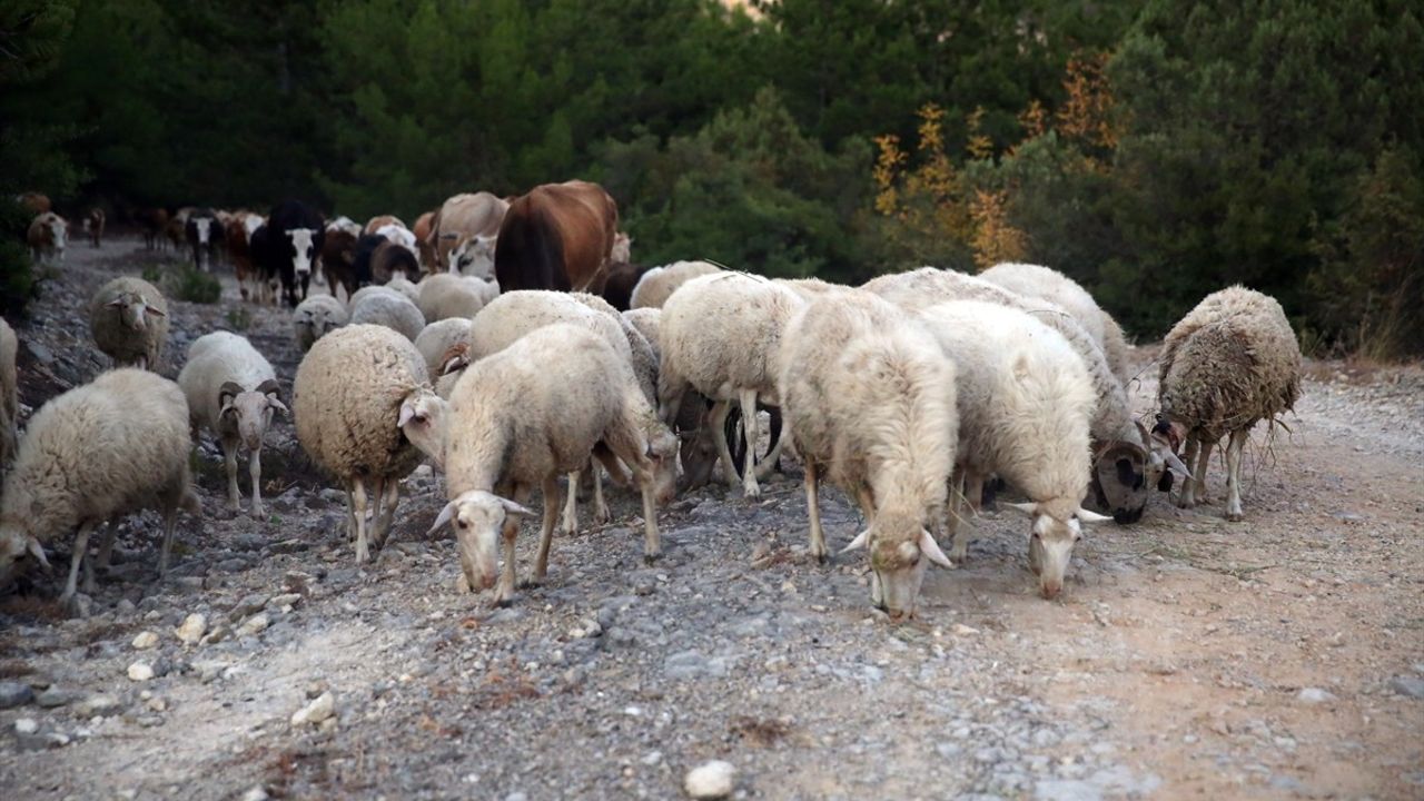 Kastamonu-Karabük Orman Yangınları Kontrol Altına Alındı