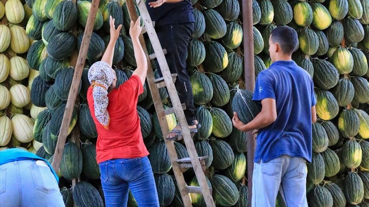 Kırkağaç Kavunu Hasadı Devam Ediyor