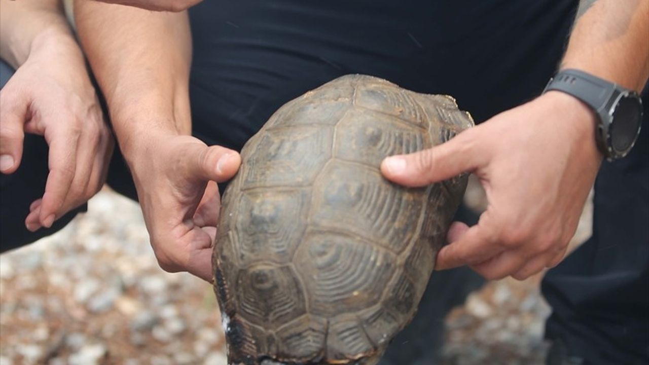 Köyceğiz'de Orman Yangınında Kaplumbağa Kurtarıldı
